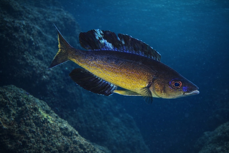 Cyprichromis microlepidotus 'Milima Island'